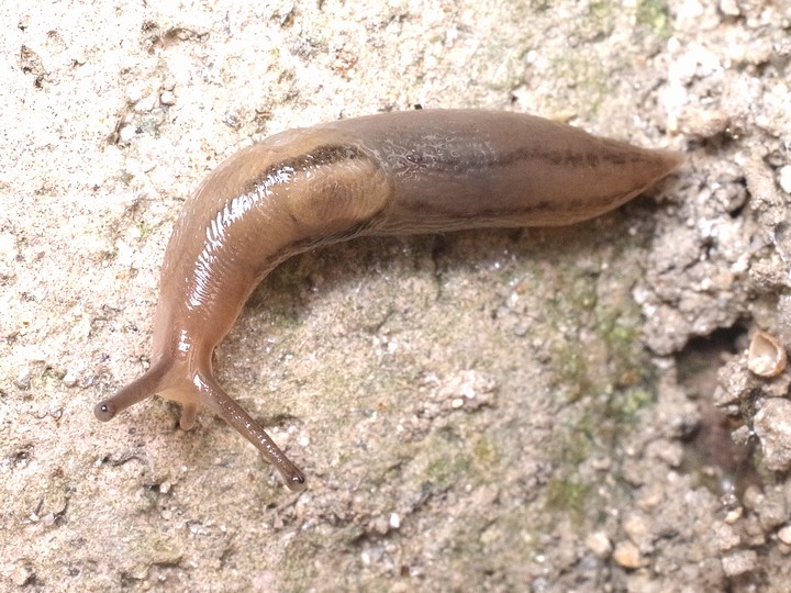 チャコウラナメクジ