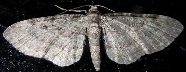 ノメイガ亜科?の1種