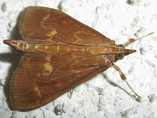 ゴボウノメイガツトガ科ノメイガ亜科