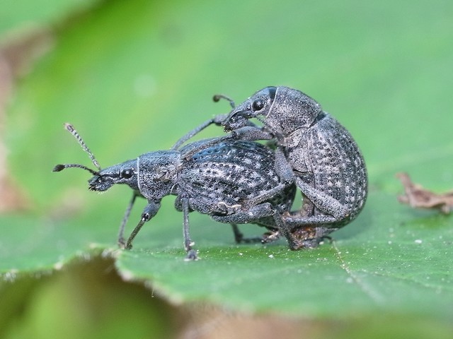 ハナウドゾウムシ