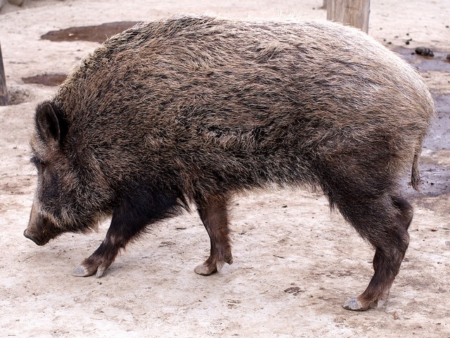 イノシシ