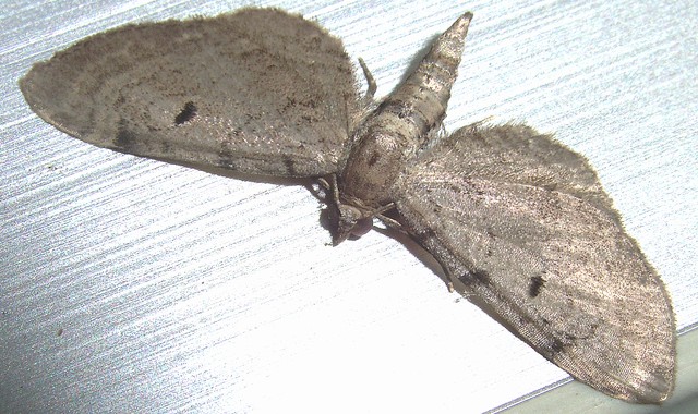シャクガ科 ナミシャク亜科 モンウスカバナミシャク?