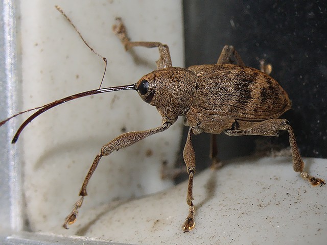 シギゾウムシの1種
