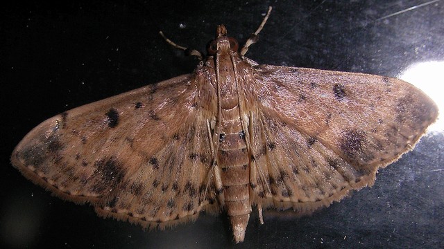 タイワンウスキノメイガ ツトガ科ノメイガ亜科