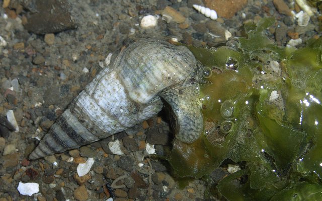 ウミニナの1種