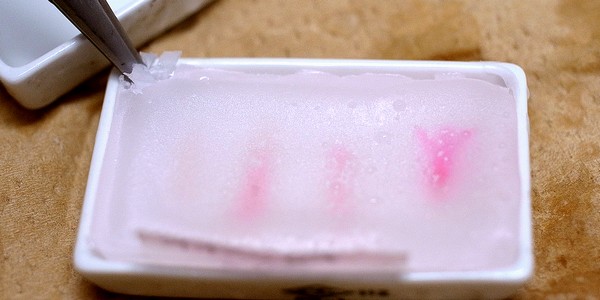 パラフィン切片