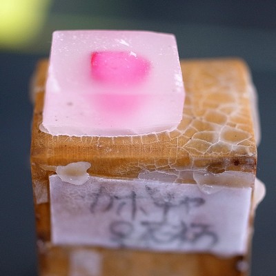 パラフィン切片