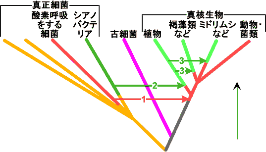 細胞内共生説