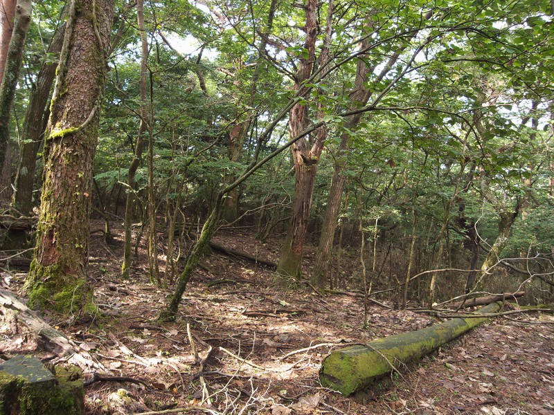 鹿と植生
