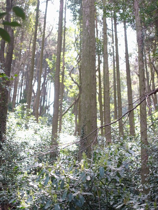 スギ植林