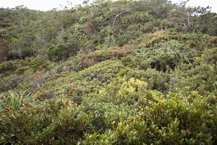 父島・乾性低木林