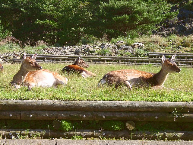 キュウシュウジカ