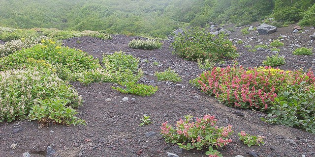 富士山五合目