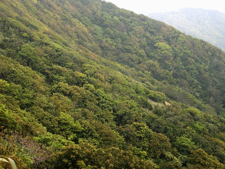 母島・乳房山