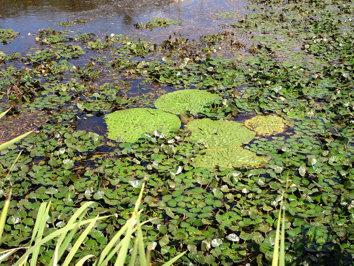千鳥ヶ池