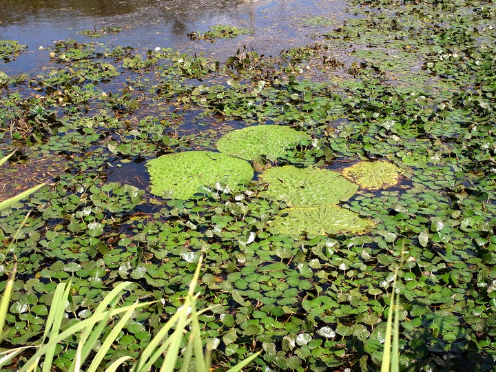 千鳥ヶ池