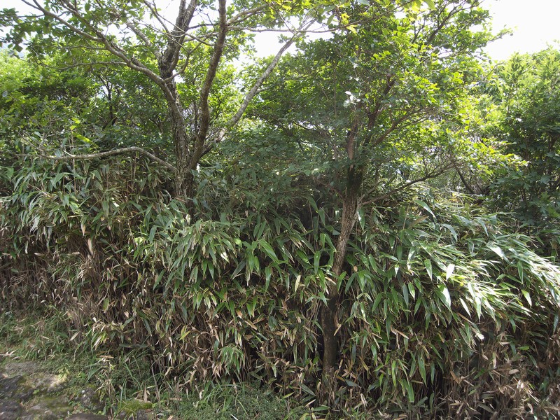 鹿と植生