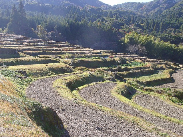 棚田