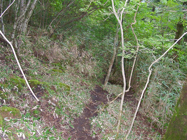 鹿と植生