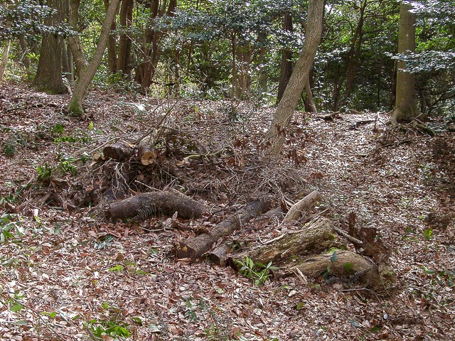 里山の手入れ