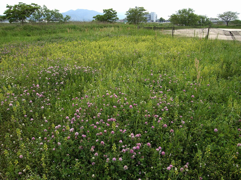 遠賀川