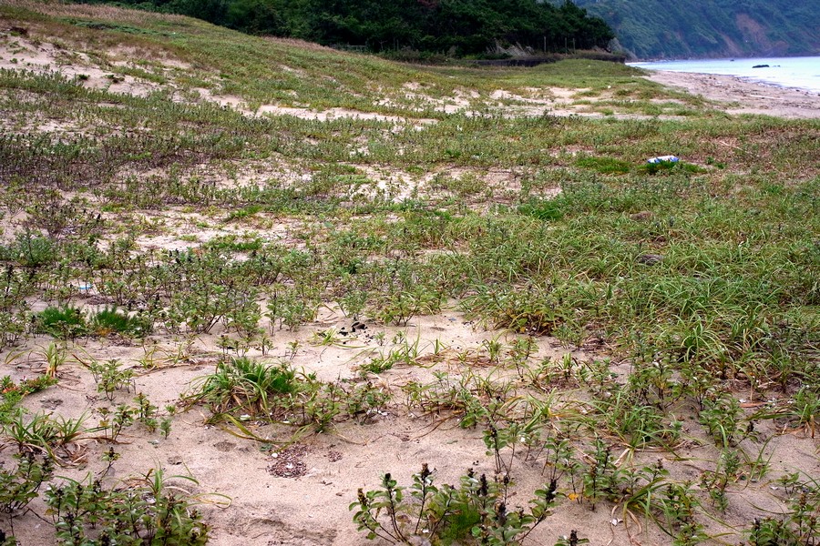 海岸草地