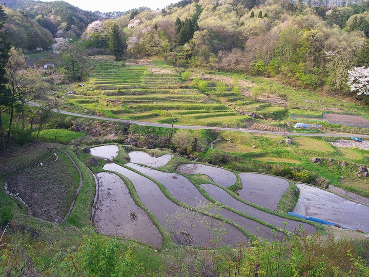 棚田