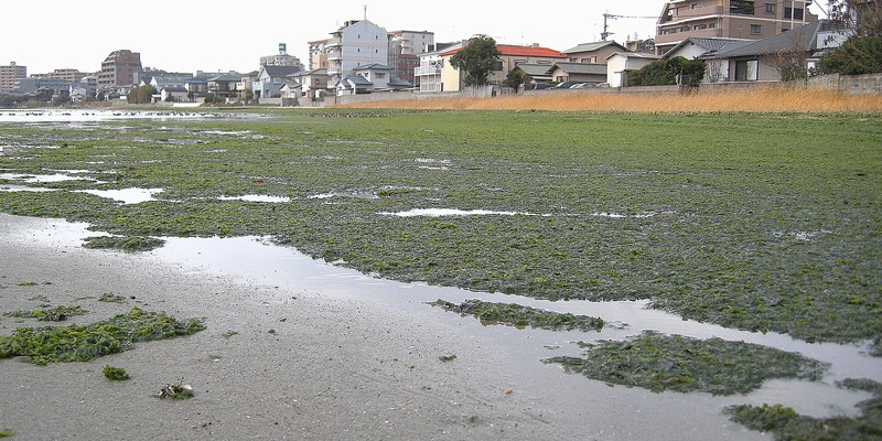 和白干潟・アオサ