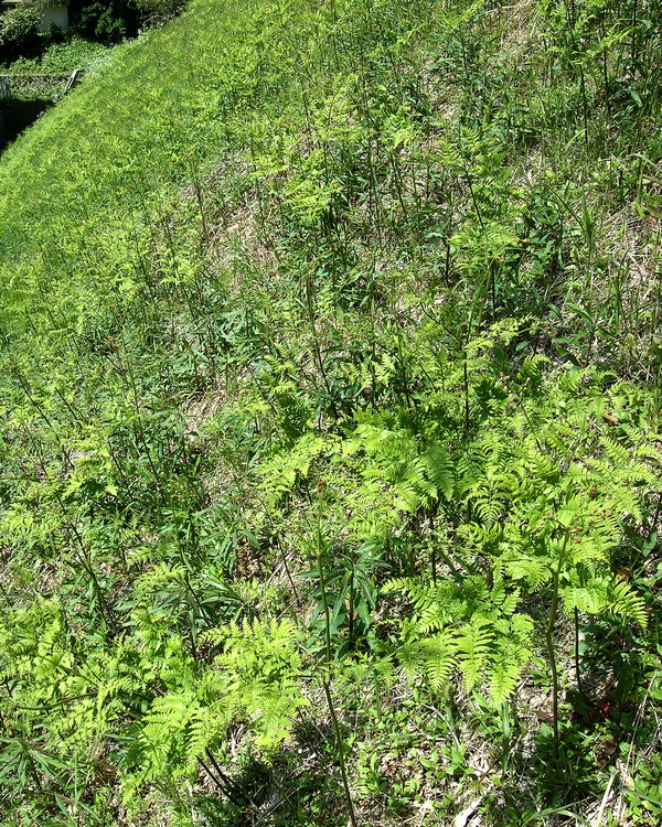 ワラビ草地