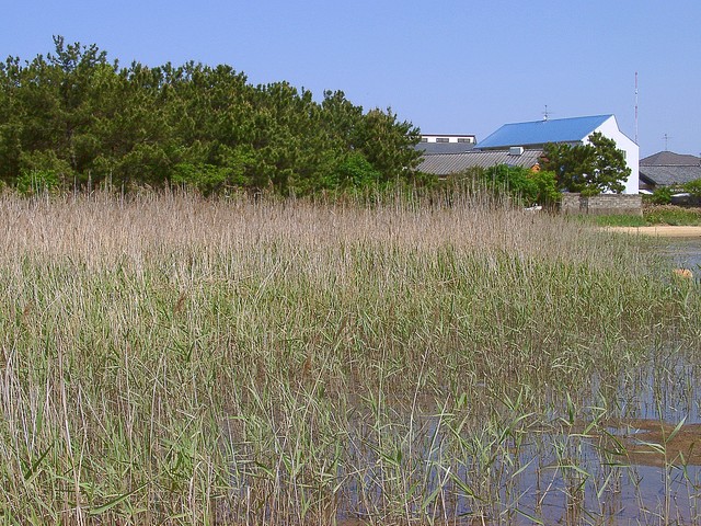 ヨシ原