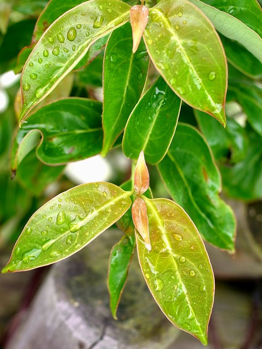 Cornus hongkongensis