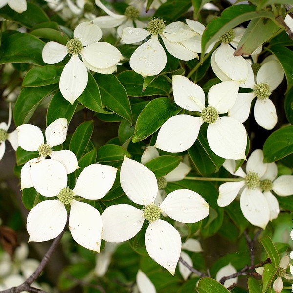 Cornus hongkongensis