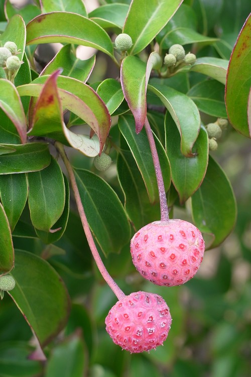 Cornus hongkongensis