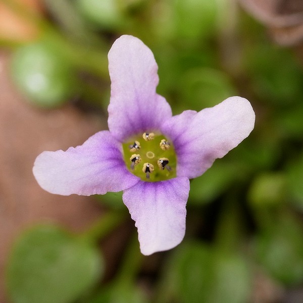 Ionopsidium acaule