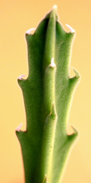 Stapelia属の1種