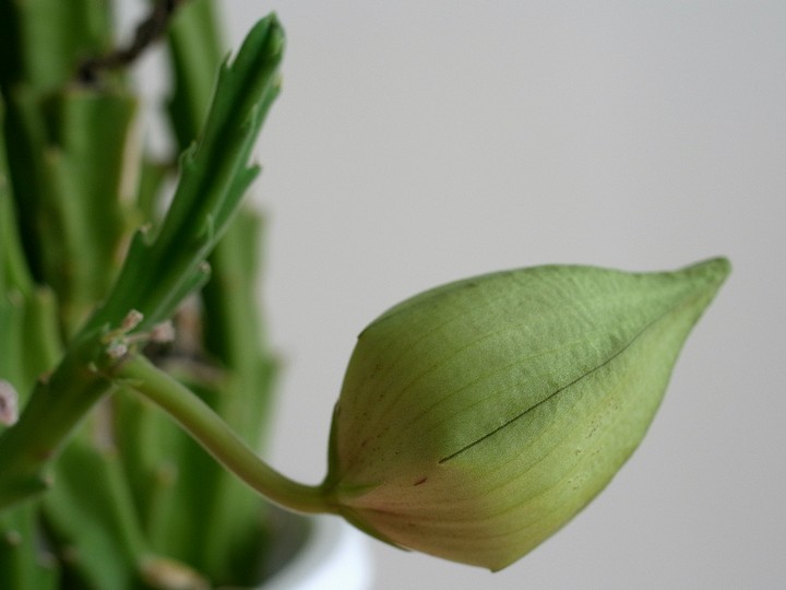 Stapelia属の1種