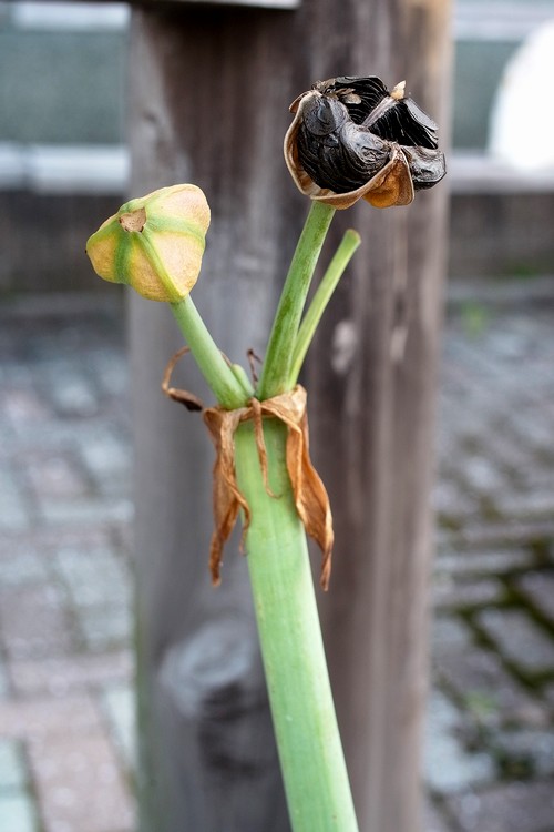 アマリリス