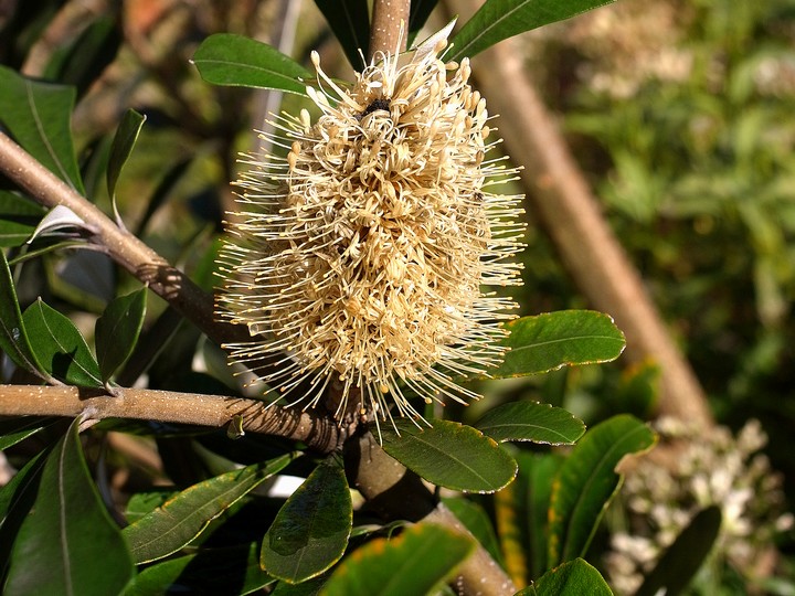 Banksia integrifolia