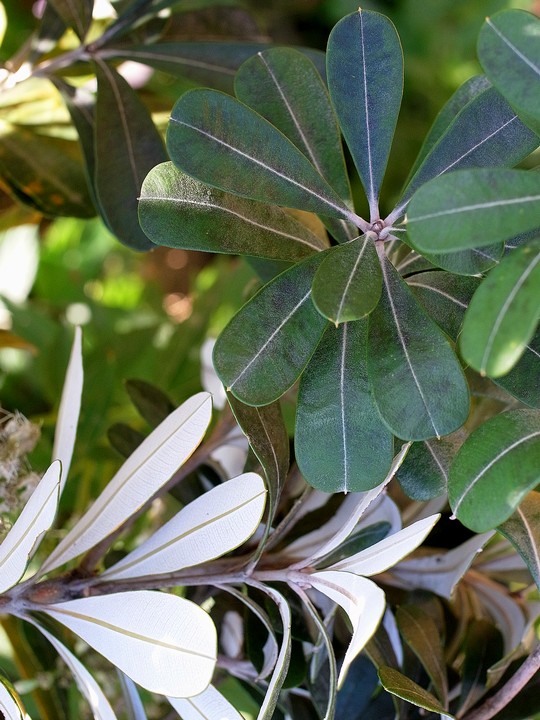 Banksia integrifolia