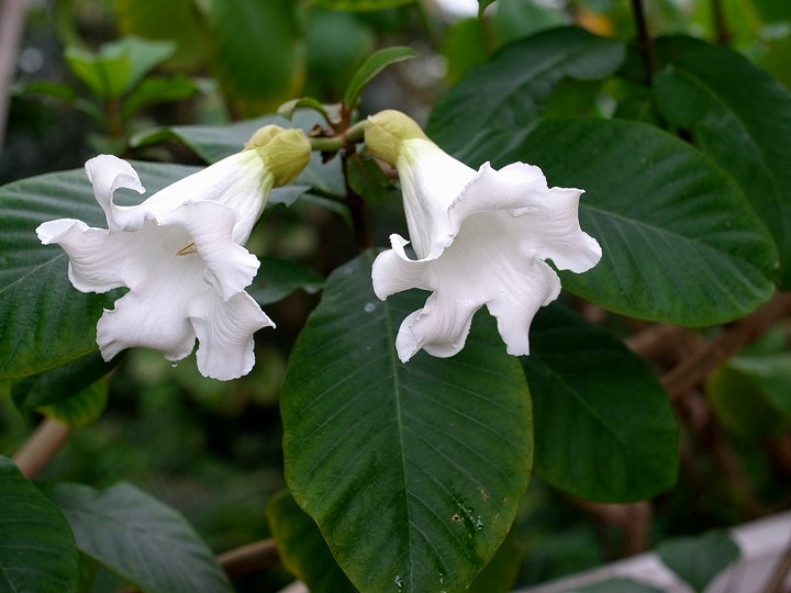 Beaumontia grandiflora