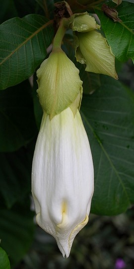 Beaumontia grandiflora