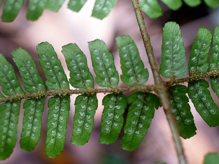 サイゴクベニシダ