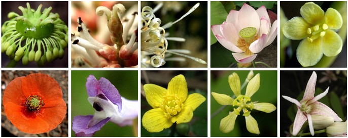 基部真正双子葉類の花