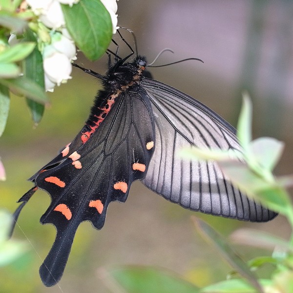 ツツジ園芸種