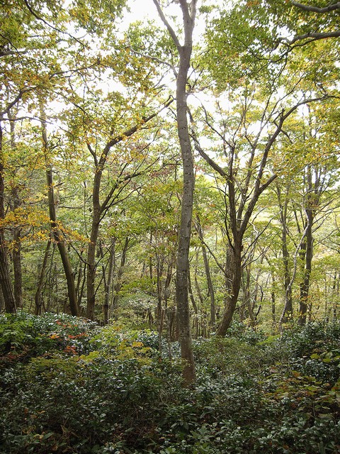 ブナ林・高坪山