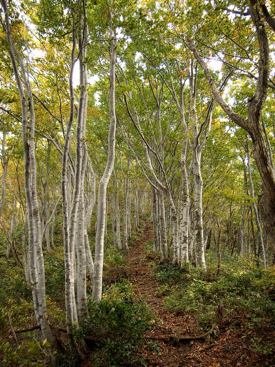 ブナ林・高坪山