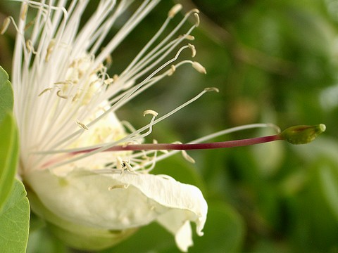 Capparis sandwichiana