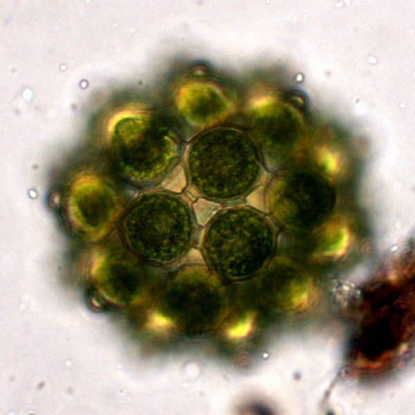 Coelastrum cambricum