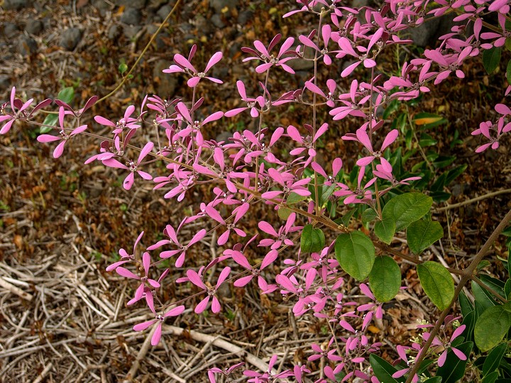 Congea velutina