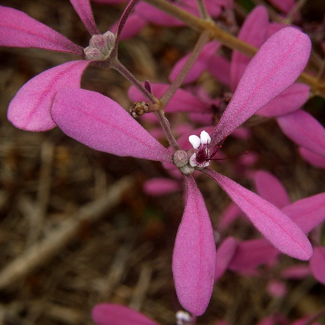 Congea velutina